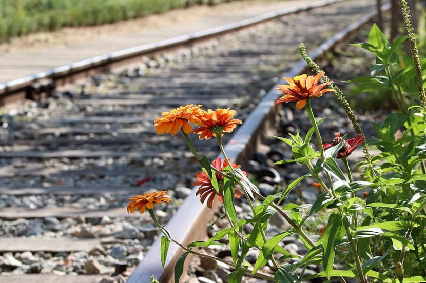 Cerpen, Bunga di Tepi Rel Kereta