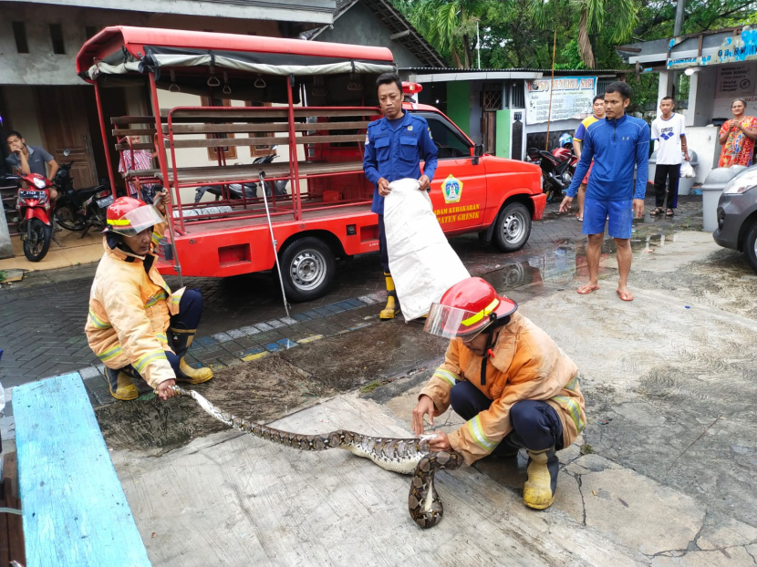 Video Ular Piton Tiga Meter Masuk Rumah Warga Gresik