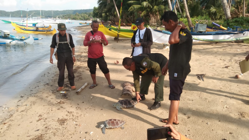 Hari Penyu Sedunia 2022, Masyarakat Bawean Diajak Jaga Habitat Penyu Laut