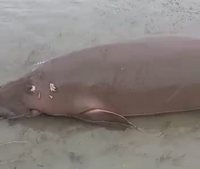 Duyung Ditemukan Terdampar di Pesisir Pantai Bawean