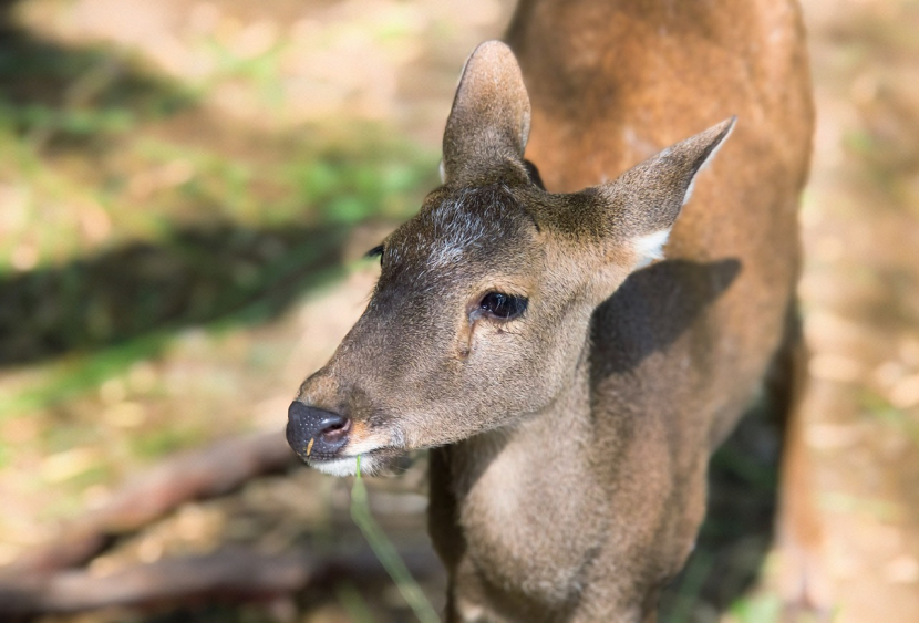 Download Foto dan Video Resolusi Tinggi di Pixabay, Mudah dan Gratis